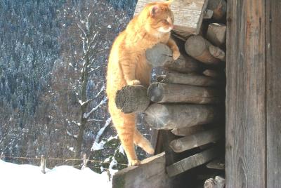 katze haldigrat